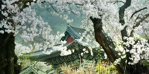 🌸🌸🌸Приглашаем вас полюбоваться цветением сакуры в Корее!🌸🌸🌸 